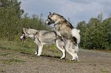 SAILLIE - ALASKAN MALAMUTE 001